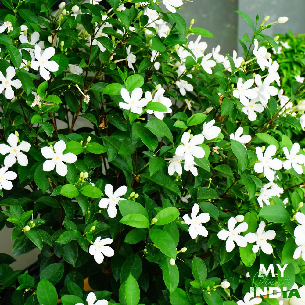 Crape Jasmine