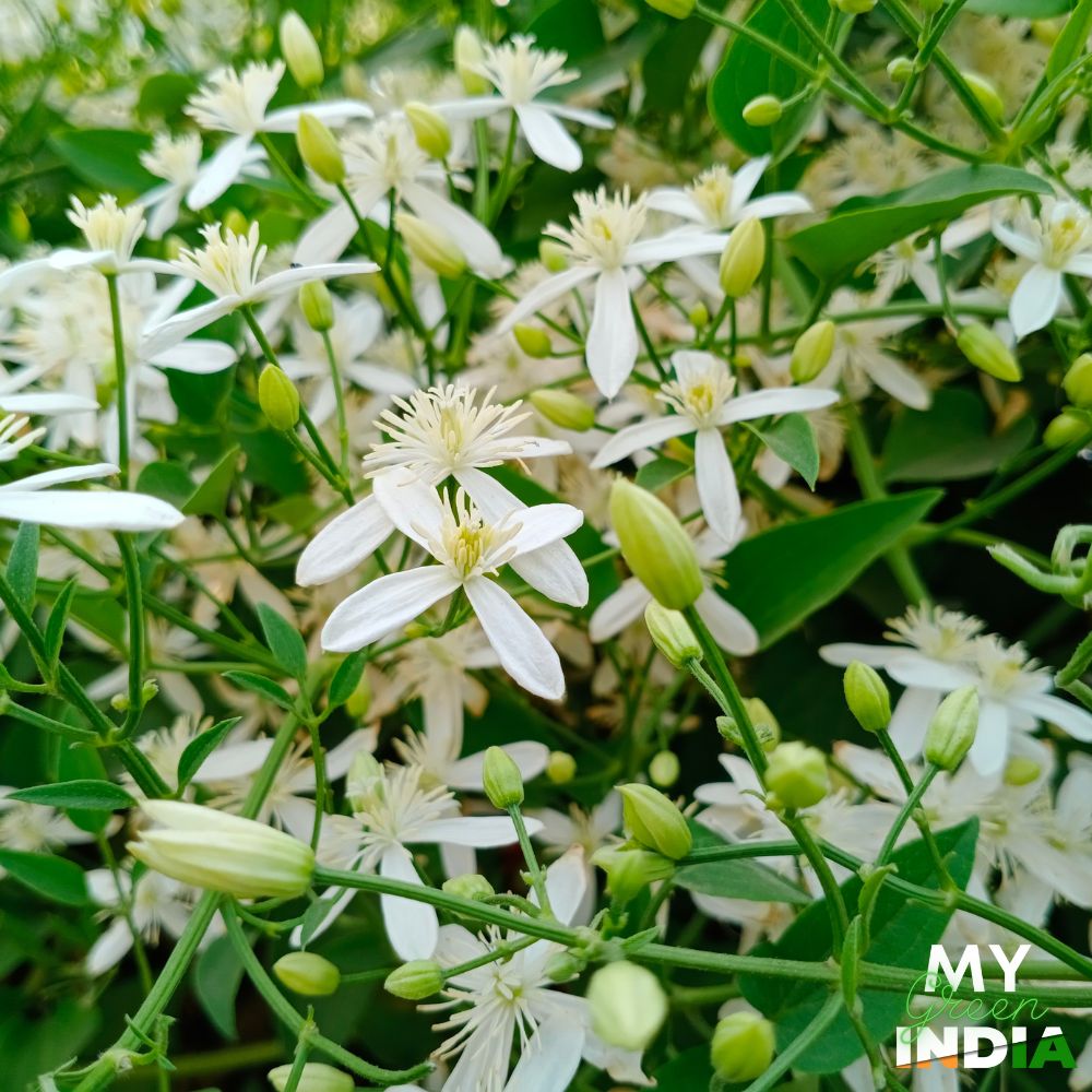 Night Blooming Jasmine