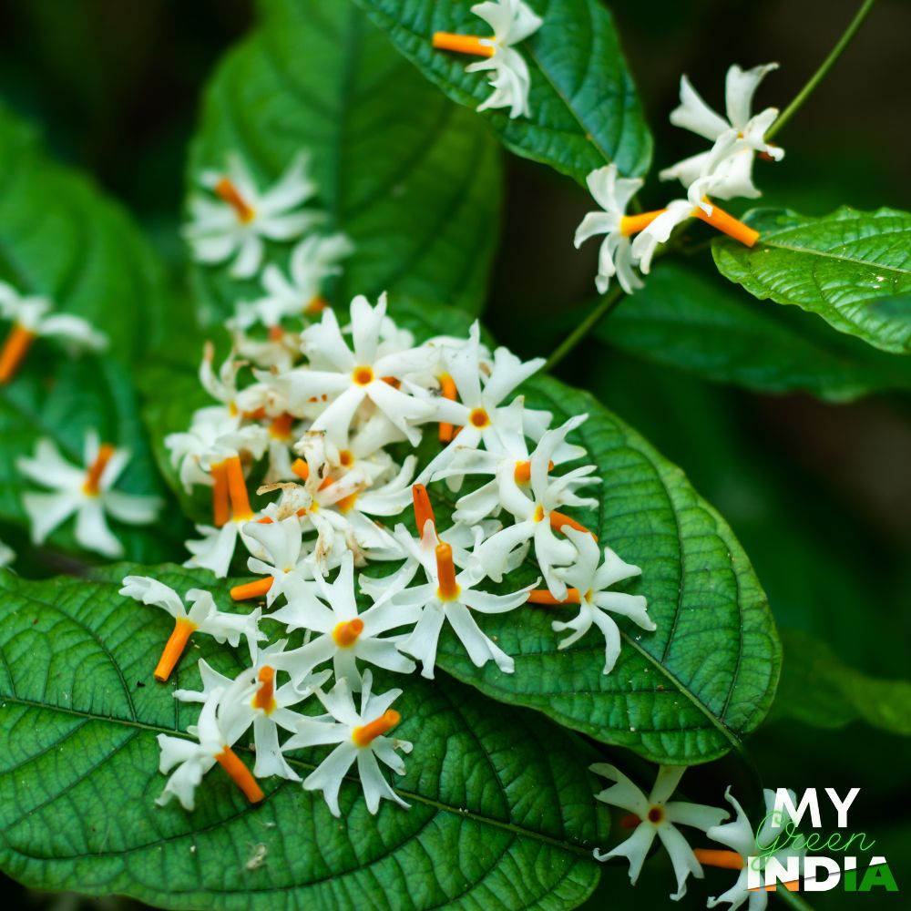 Night Flowering Jasmine