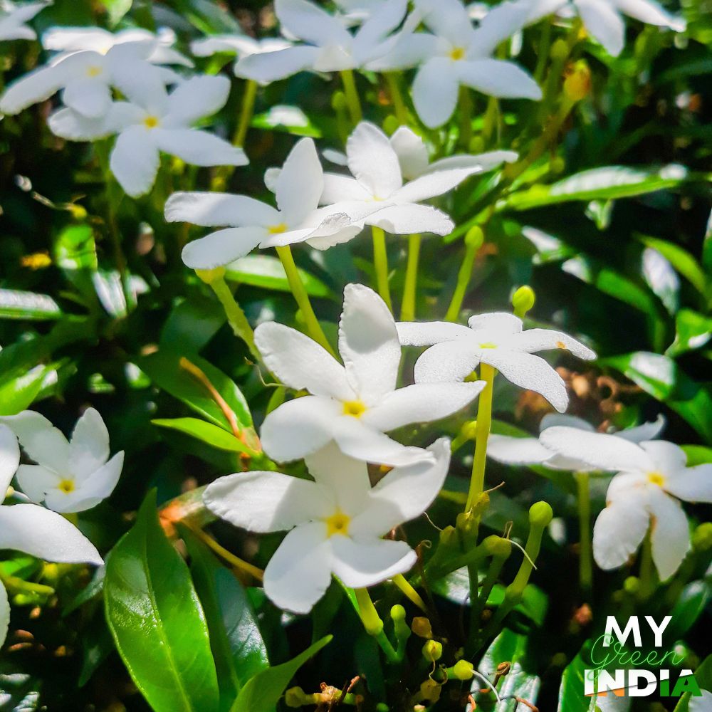 Star Jasmine