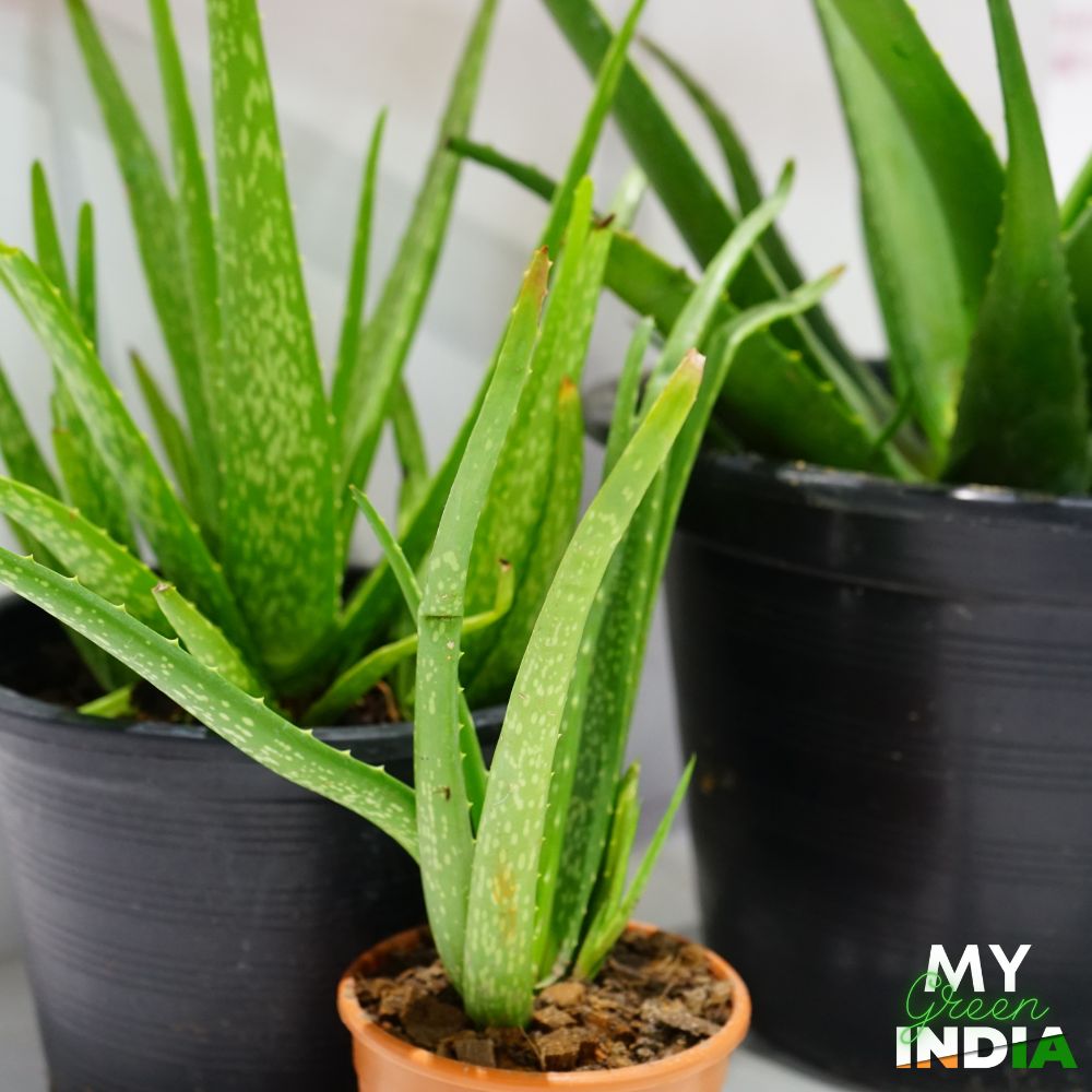 Aloe Vera Flower