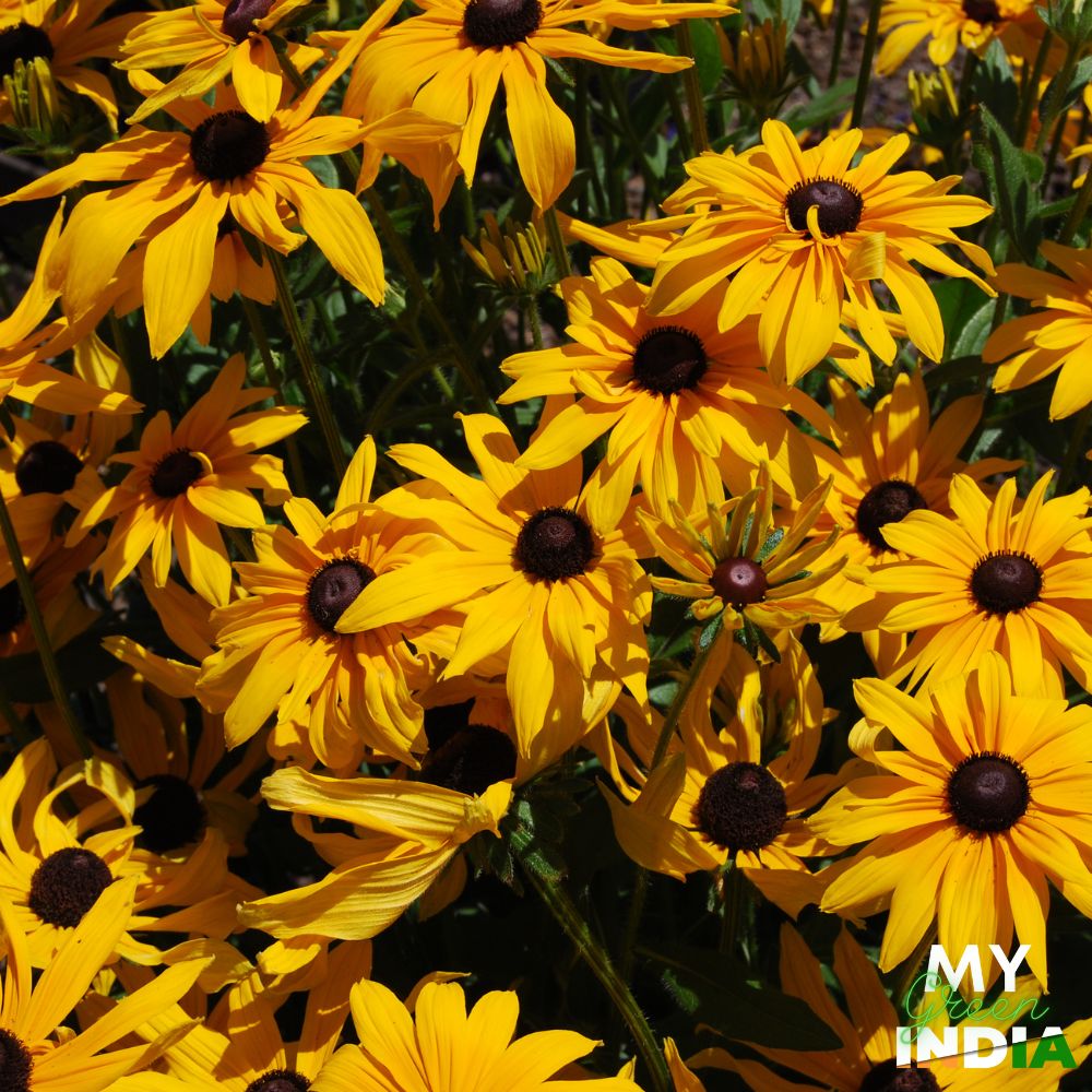 Black-eyed Susan