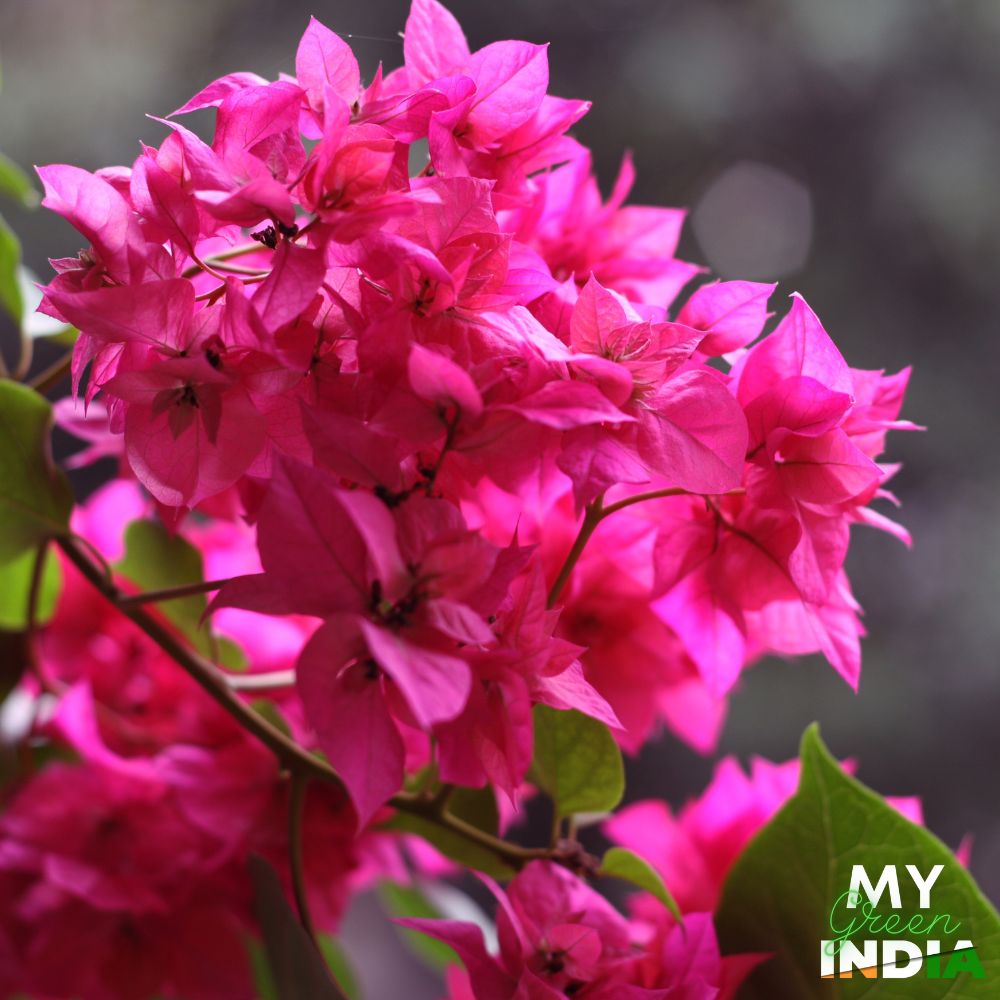 Bougainvillea