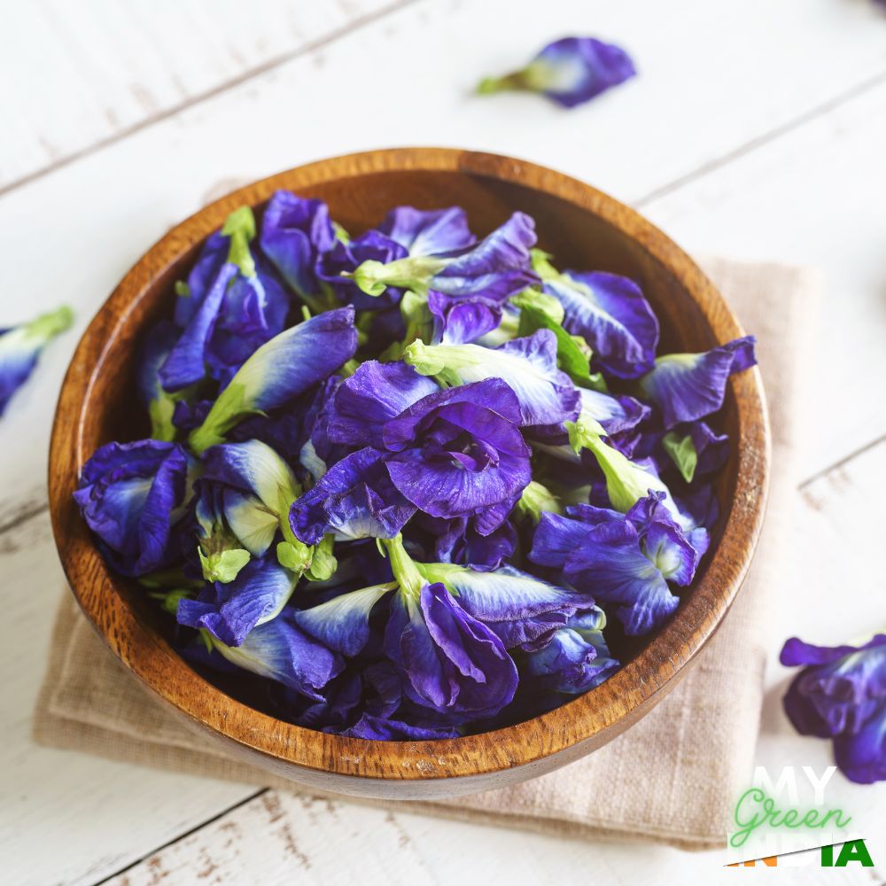 Butterfly Pea