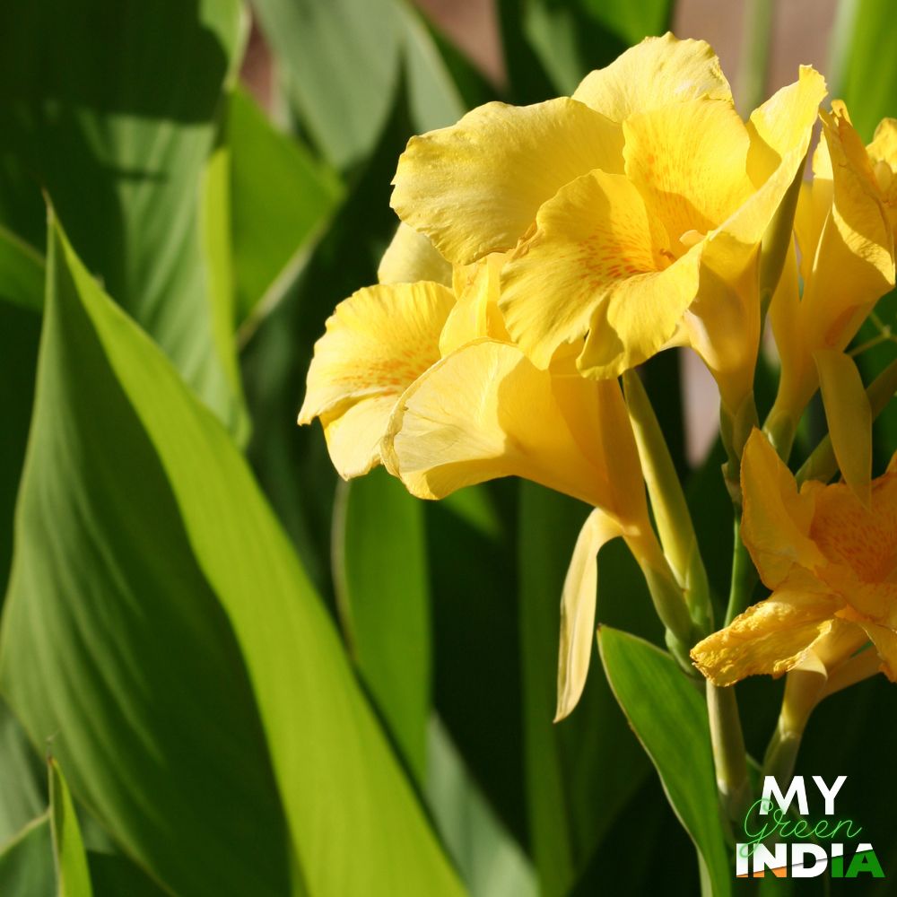 Canna Lily