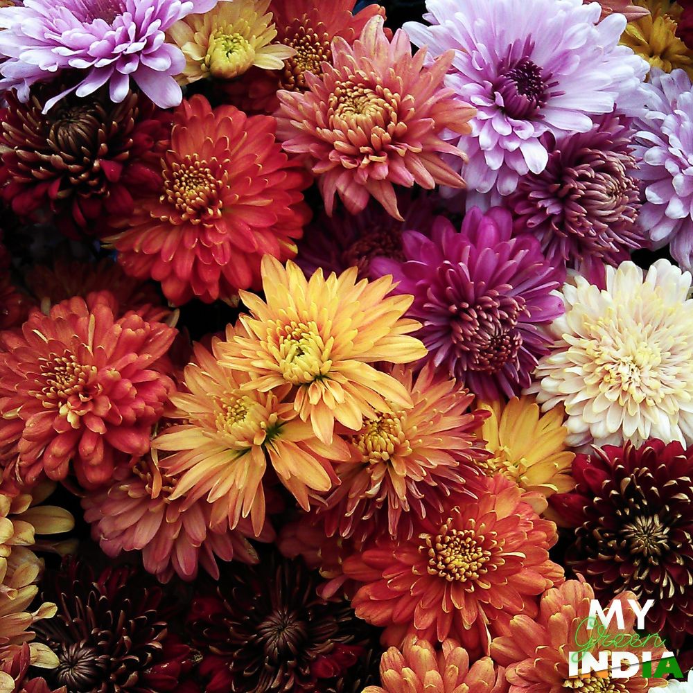 Chrysanthemum