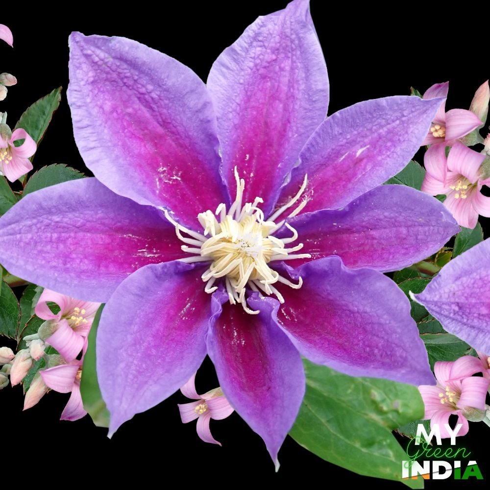 Clematis