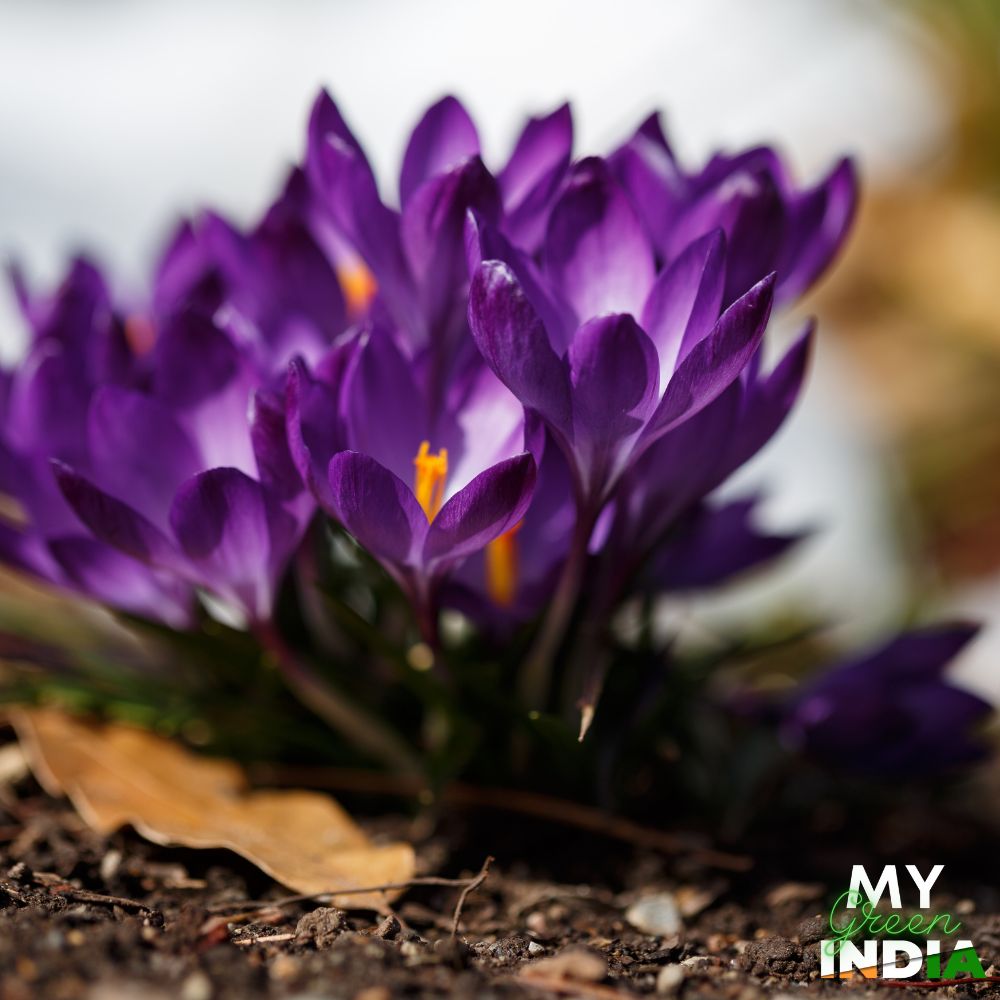 Crocus