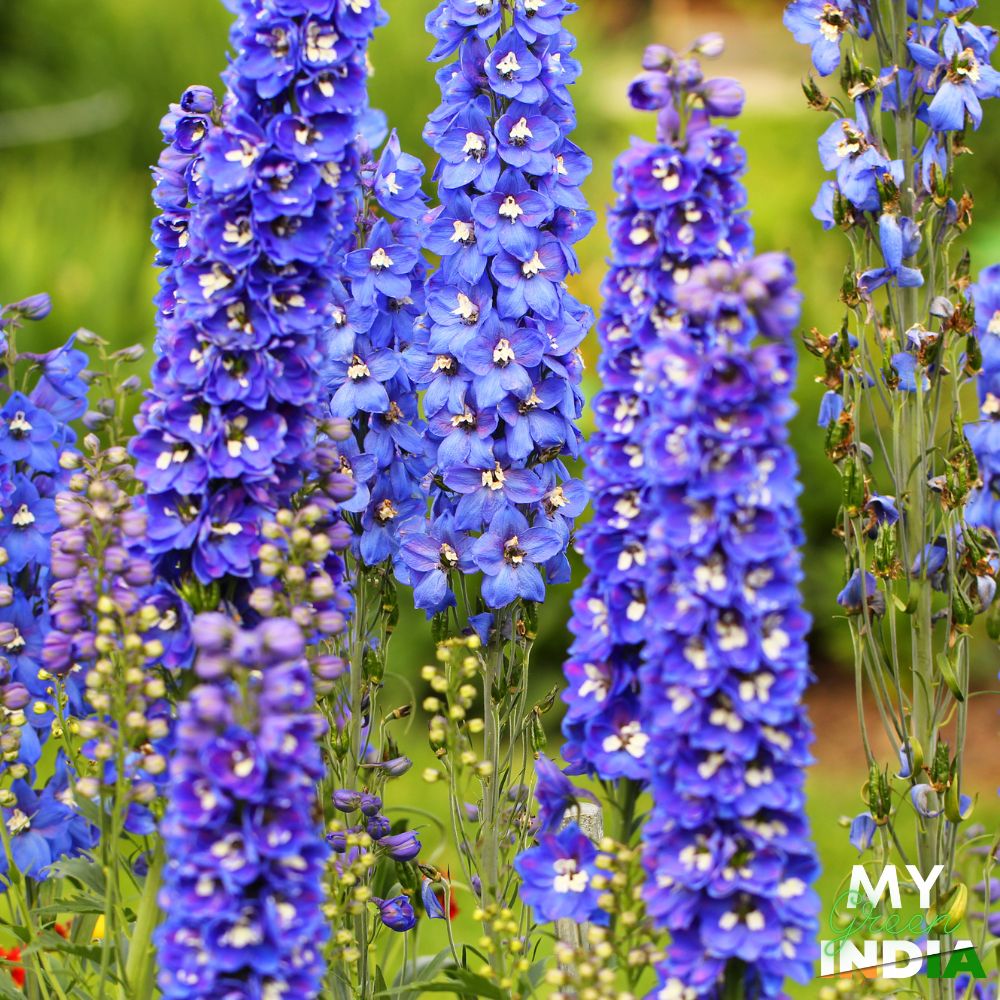 Delphinium