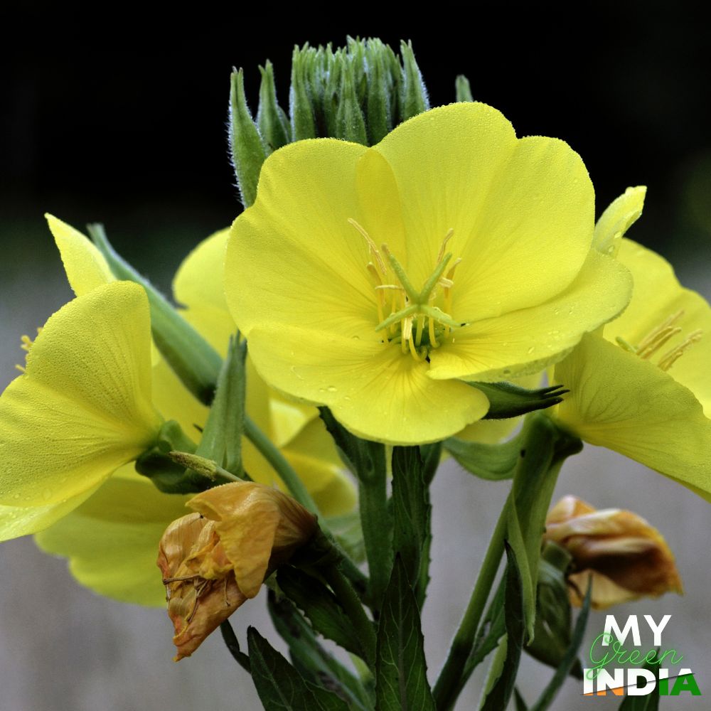 Evening Primrose