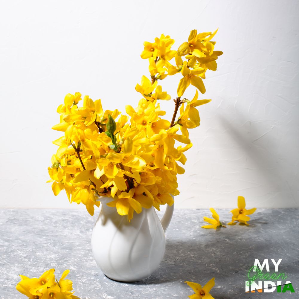 Forsythia