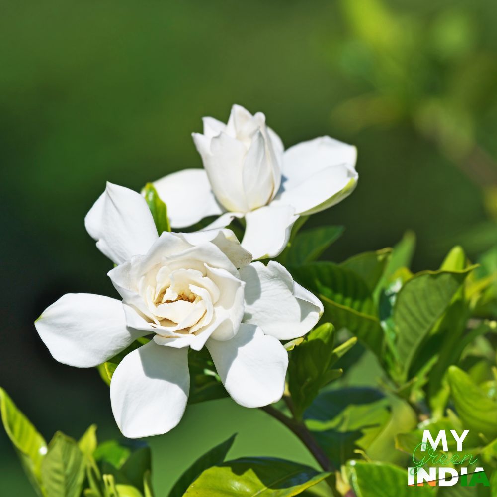 Gardenia