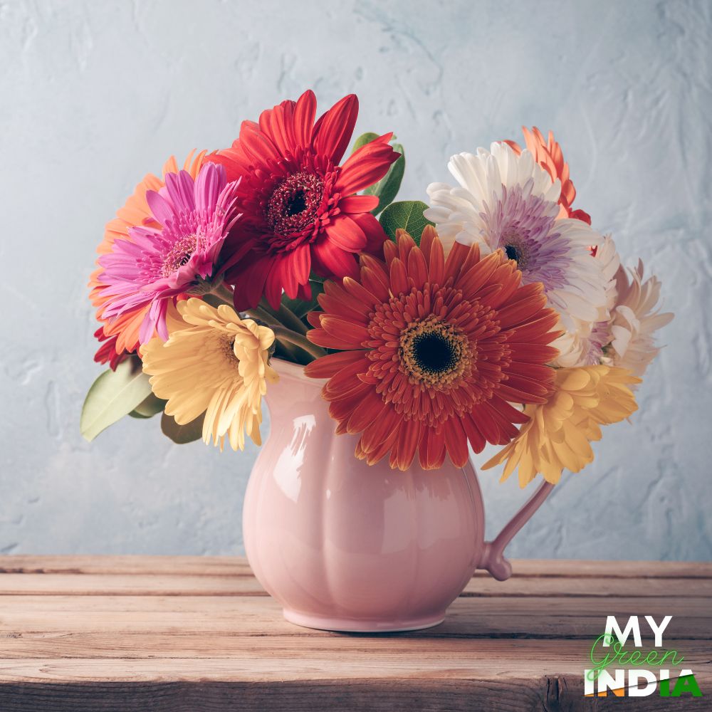 Gerbera Daisy