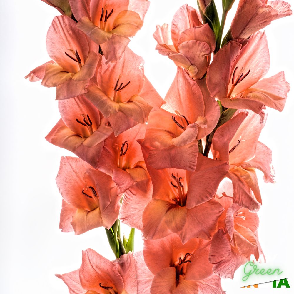 Gladiolus