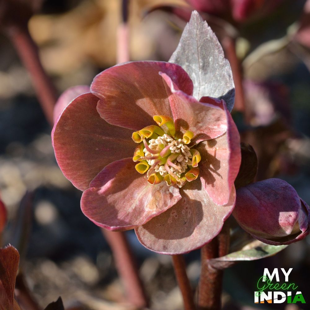 Hellebore