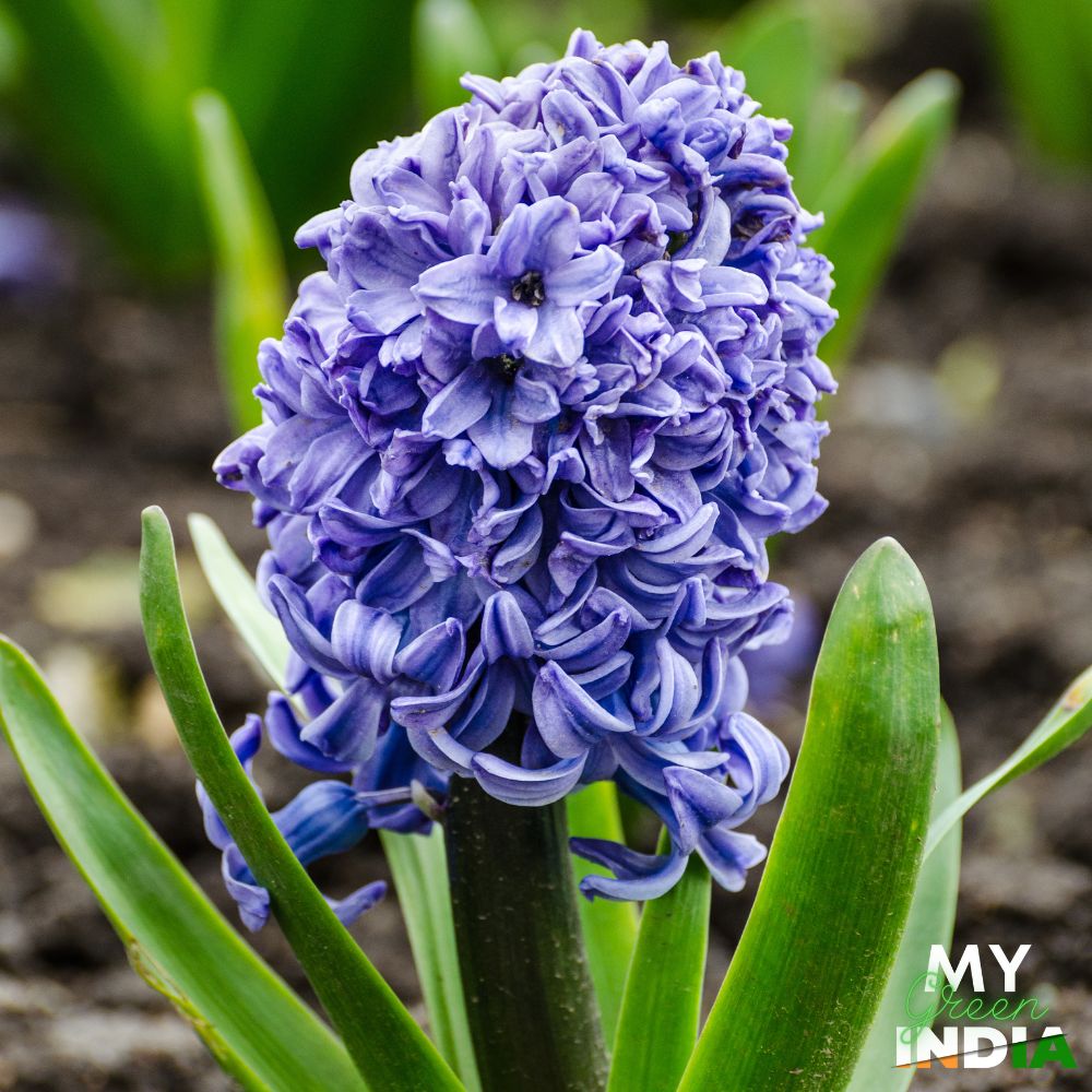 Hyacinth