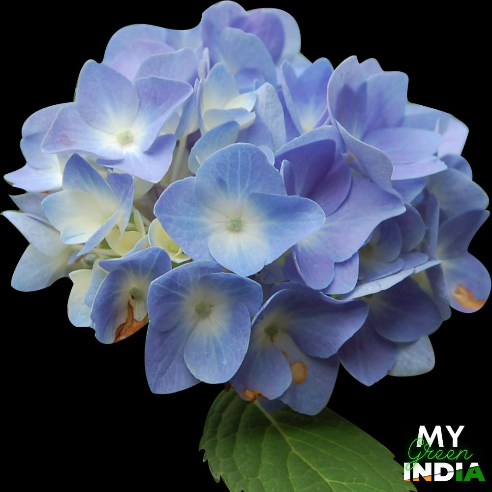 Hydrangea