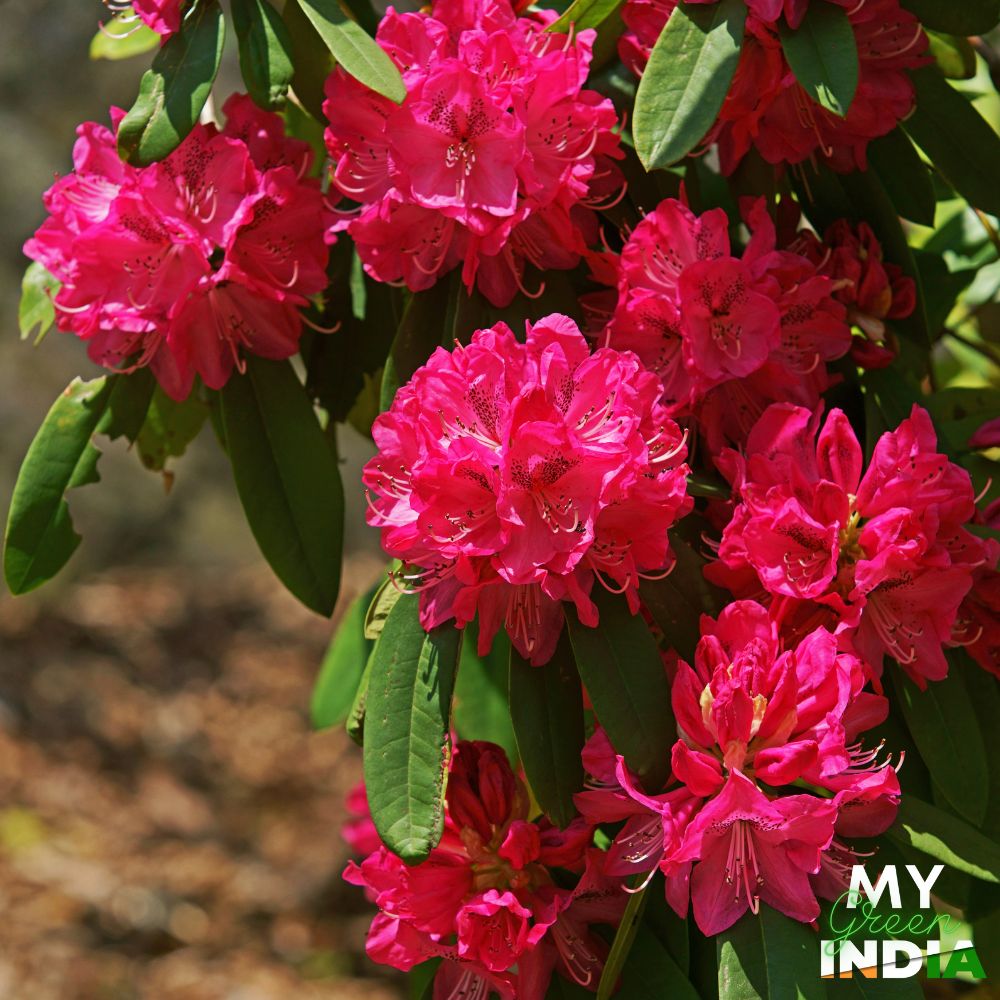 Rhododendron