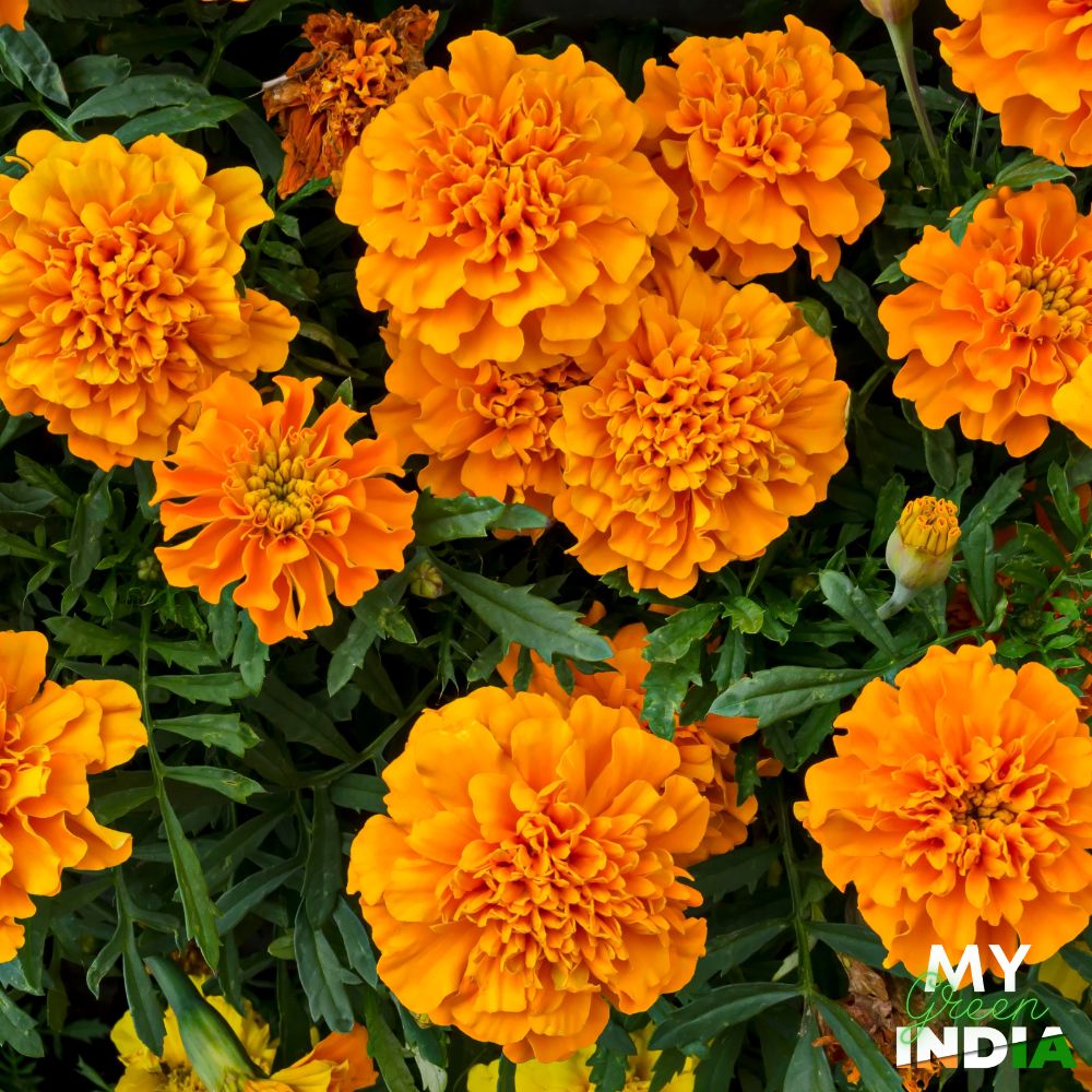 Yellow Marigold