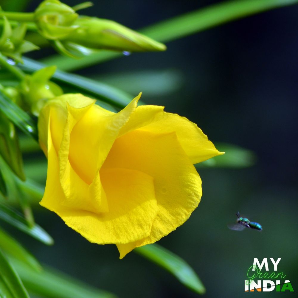 Yellow Oleander